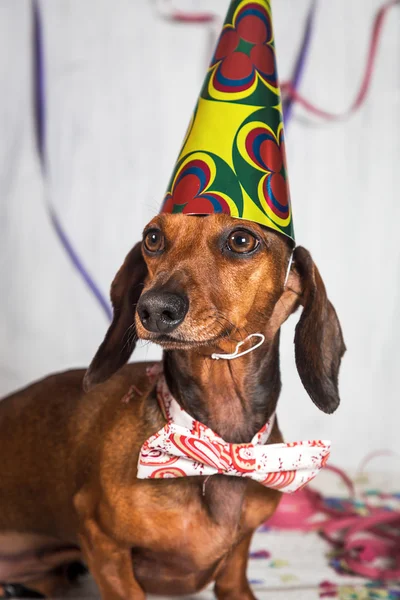 Huisdier in feest hoed en zittend op confetti ' bow-tie — Stockfoto