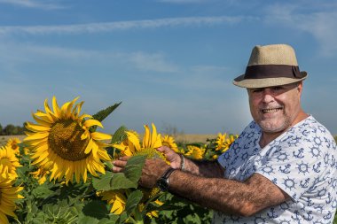Ayçiçeği seyir şapkalı adam arkadan görünüm