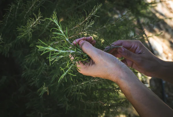 Αγνώριστη γυναίκα picking λαχανικά στην κουζίνα και Κήπος — Φωτογραφία Αρχείου