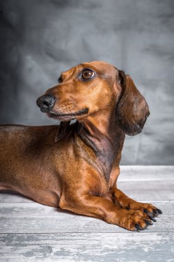 Dachshund Köpek Studio Beyaz ahşap tablo