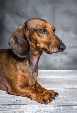 Dachshund Köpek Studio Beyaz ahşap tablo