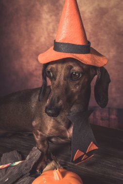 Dachshund komik köpek Cadılar Bayramı için giyinmiş