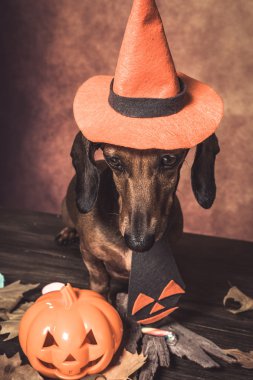 Dachshund komik köpek Cadılar Bayramı için giyinmiş