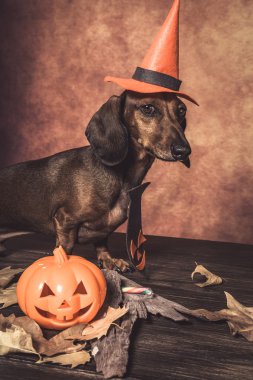 Dachshund komik köpek Cadılar Bayramı için giyinmiş