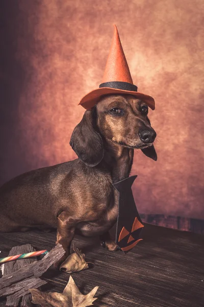 Dachshund funny dog dressed for halloween — Stock Photo, Image