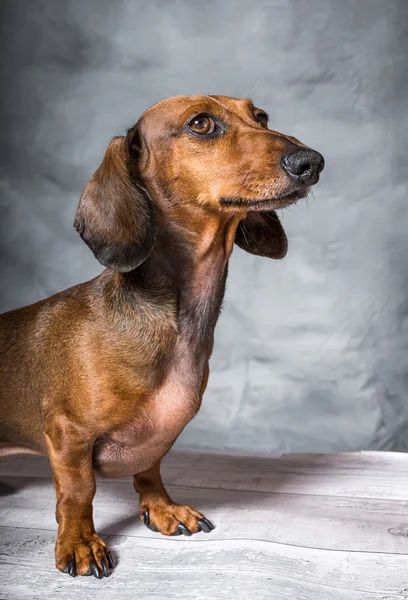 Perro Dachshund en estudio sobre mesa de madera blanca —  Fotos de Stock