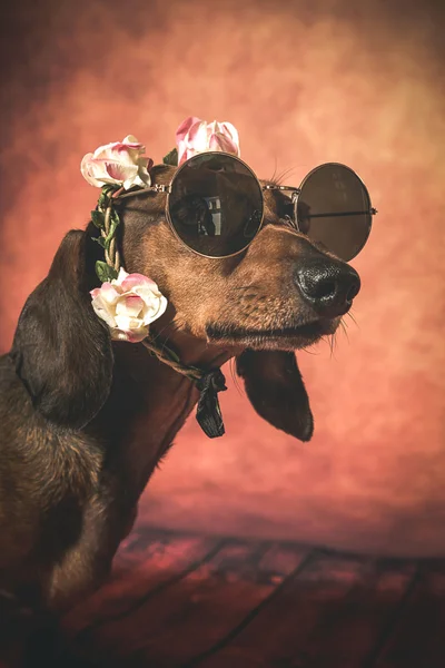 Dachshund chien avec des lunettes de soleil et des fleurs sur la tête — Photo