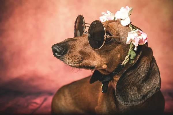 Pes jezevčík sluneční brýle a květinami na hlavě — Stock fotografie