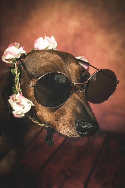 Dachshund dog with sunglasses and flowers on her head — Stock Photo, Image