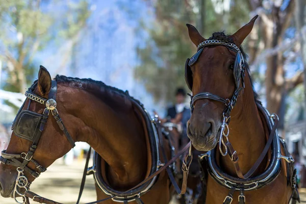 Utrera Nisan Fuarı Seville dekorasyon ve atlar