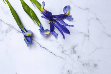 Yukarıdan kopyalanmış çiçek arkaplanı mavi zambaklar. Germen zambağı. Düz yatıyordu