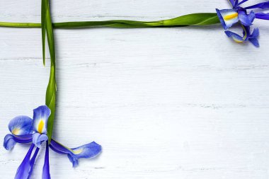 Yukarıdan kopyalanmış çiçek arkaplanı mavi zambaklar. Germen zambağı. Düz yatıyordu