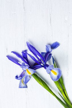 Yukarıdan kopyalanmış çiçek arkaplanı mavi zambaklar. Germen zambağı. Düz yatıyordu