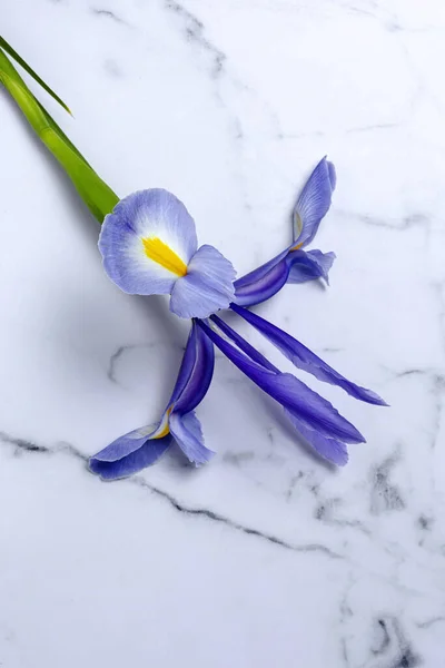 花の背景上からコピースペースの青いユリ ジャーミック アイリス — ストック写真
