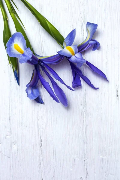 Flower Background Blue Lilies Copy Space Germanic Iris Flat Lay — Stock Photo, Image