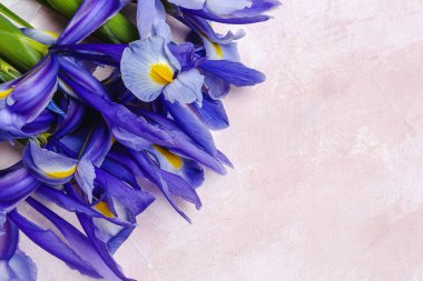 Yukarıdan kopyalanmış çiçek arkaplanı mavi zambaklar. Germen zambağı. Düz yatıyordu