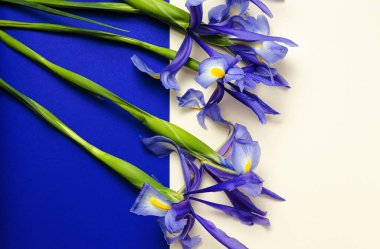 Yukarıdan kopyalanmış çiçek arkaplanı mavi zambaklar. Germen zambağı. Düz yatıyordu
