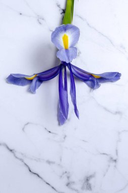 Yukarıdan kopyalanmış çiçek arkaplanı mavi zambaklar. Germen zambağı. Düz yatıyordu