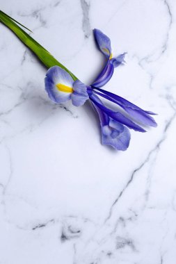 Yukarıdan kopyalanmış çiçek arkaplanı mavi zambaklar. Germen zambağı. Düz yatıyordu