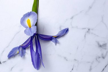 Yukarıdan kopyalanmış çiçek arkaplanı mavi zambaklar. Germen zambağı. Düz yatıyordu