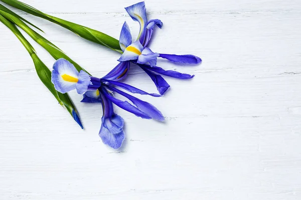 Flower Background Blue Lilies Copy Space Germanic Iris Flat Lay — Stock Photo, Image