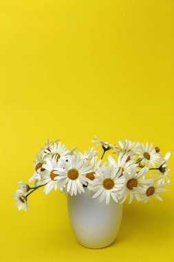 Renkli arka planda taze papatya çiçekleri. Bahar konsepti İzole edilmiş