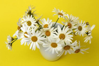 Renkli arka planda taze papatya çiçekleri. Bahar konsepti İzole edilmiş