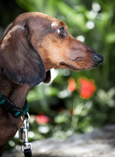 Red dachshund anjing — Stok Foto