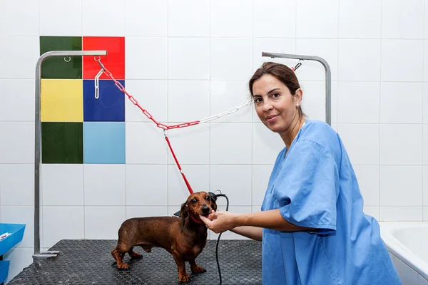 Woman in red dachshund canine hairdresser — Stock Photo, Image