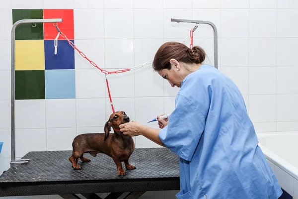 Woman in red dachshund canine hairdresser — Stock Photo, Image