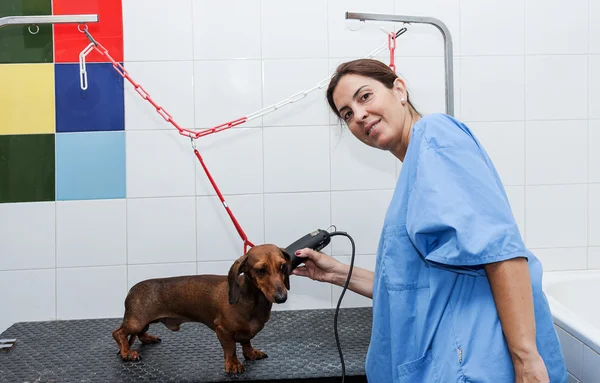 Woman in red dachshund canine hairdresser — Stock Photo, Image