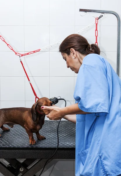 Woman in red dachshund canine hairdresser — Stock Photo, Image