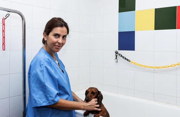 Woman in red dachshund canine hairdresser — Stock Photo, Image