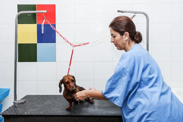 Woman in red dachshund canine hairdresser — Stock Photo, Image