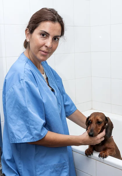 Woman in red dachshund canine hairdresser — Stock Photo, Image
