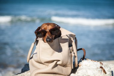 Deniz, güneş gözlüklü Dachshund Köpek