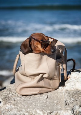 Deniz, güneş gözlüklü Dachshund Köpek