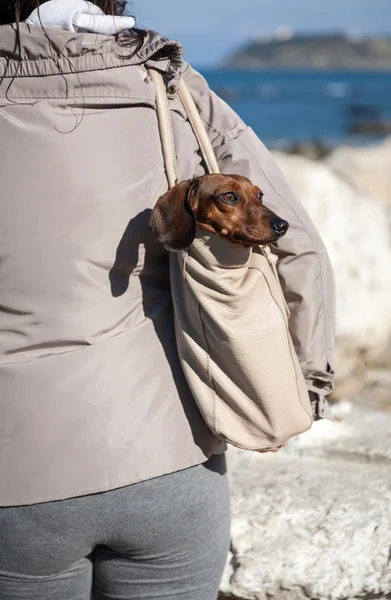 Teckel köpek bir torba içinde sıkışmış — Stok fotoğraf