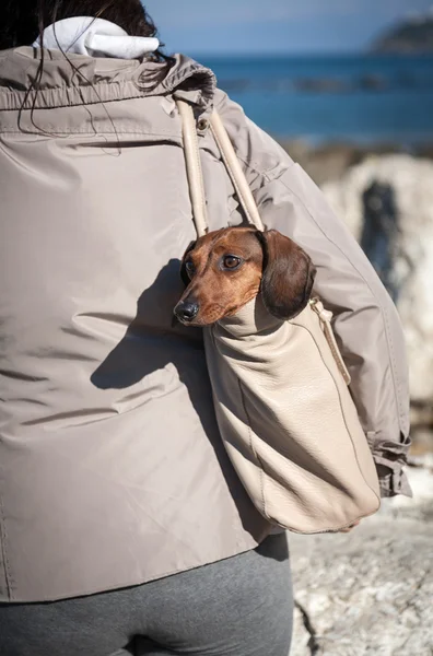 Teckel köpek bir torba içinde sıkışmış — Stok fotoğraf