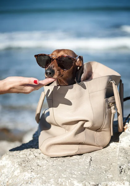 Dachshund dog with sunglasses at sea