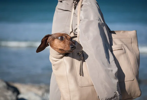 Frauen gehen mit Dackelhund spazieren — Stockfoto