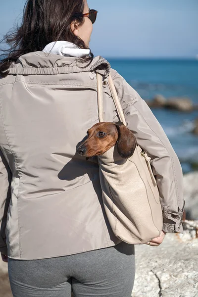 Dachshund köpek ile şehir etrafında yürüyüş kadınlar — Stok fotoğraf