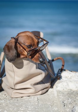 Deniz, güneş gözlüklü Dachshund Köpek