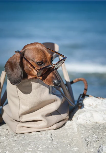 Dachshund собака в солнечных очках в море — стоковое фото