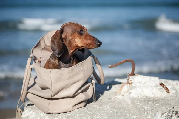 Teckel dog stuck in a bag — Stock Photo, Image