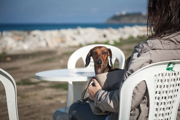 Women with dachshund dog on the sea — Stock Photo, Image