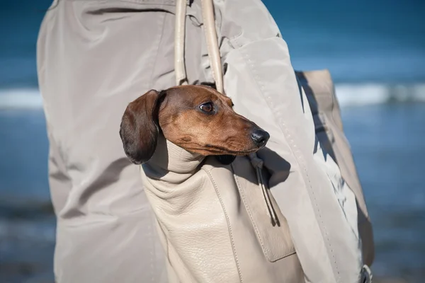 Teckel-Hund steckt in Tüte fest — Stockfoto