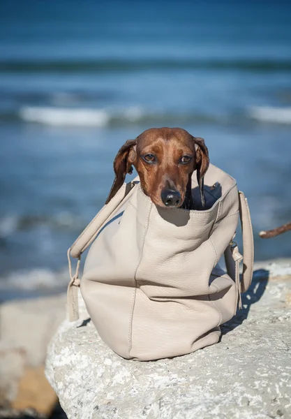 Teckel-Hund steckt in Tüte fest — Stockfoto