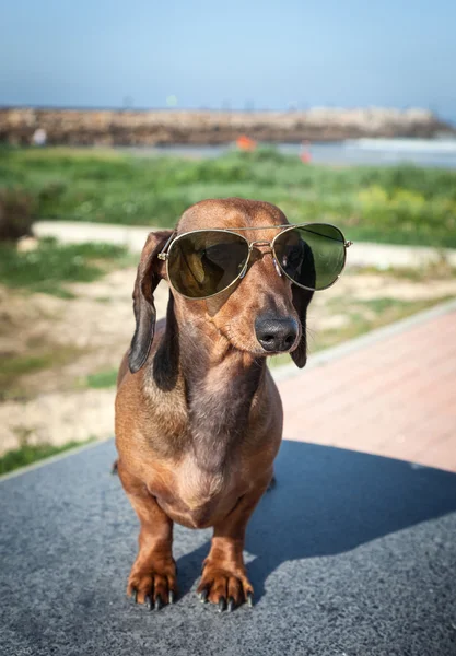 Dachshund dog with sunglasses at sea