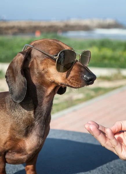 Dachshund собака в солнечных очках в море — стоковое фото